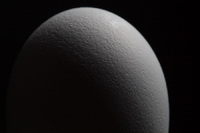 Simple Egg<br><br>
<a href="http://pixels.com/featured/simple-egg-thomas-parsons.html">Purchase Prints</a>