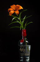 Beautiful Bourbon<br><br>
<a href="http://pixels.com/featured/beautiful-bourbon-thomas-parsons.html">Purchase Prints</a>