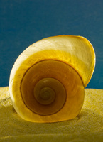 Snail Shell<br><br>
<a href="http://pixels.com/featured/snail-shell-thomas-parsons.html">Purchase Prints</a>