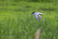 Tern in Flight<br><br>
<a href="http://pixels.com/featured/tern-in-flight-thomas-parsons.html">Purchase Prints</a>