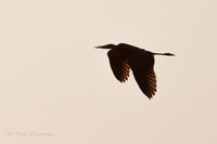 Sepia Heron<br><br>
<a href="http://pixels.com/featured/sepia-heron-thomas-parsons.html">Purchase Prints</a>