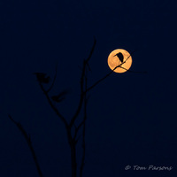 Herons at Moonrise<br><br>
<a href="http://bit.ly/1rvM0hd">Purchase Prints</a>
