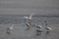 Egrets, Table for Seven<br><br>
<a href="http://bit.ly/1nogPRv">Purchase Prints</a>