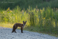Curious Fox<br><br>
<a href="http://bit.ly/1rD5Oh4">Purchase Prints</a>