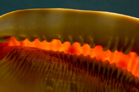 Seashell<br><br>
<a href="http://pixels.com/featured/seashell-thomas-parsons.html">Purchase Prints</a>