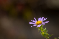 Great Falls Flower<br><br>
<a href="http://pixels.com/featured/great-falls-flower-thomas-parsons.html">Purchase Prints<?a>
