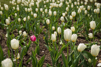Different<br><br>
<a href="http://pixels.com/featured/different-thomas-parsons.html">Purchase Prints</a>