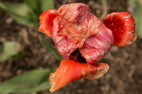 Beautiful Decay<br><br>
<a href="http://pixels.com/featured/beautiful-decay-thomas-parsons.html">Purchase Prints</a>