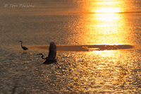 Sunset Flight<br><br>
<a href="http://bit.ly/1qnyE6M">Purchase Prints</a>